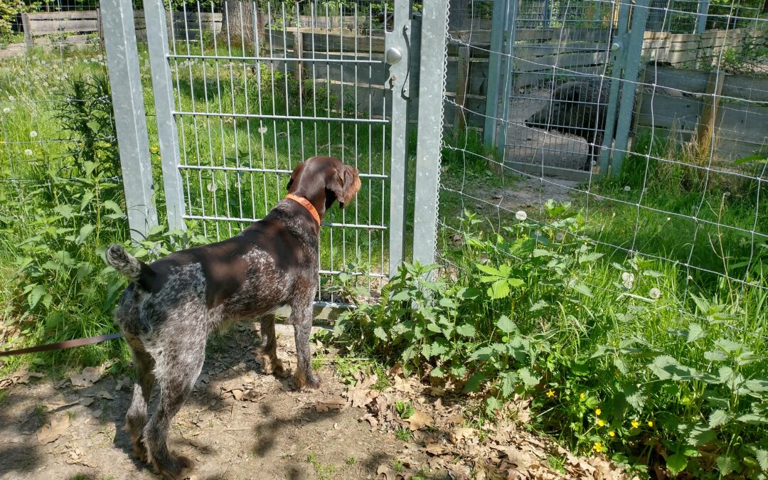 Kurzbesuch am Schwarzwildgatter Wermsdorf